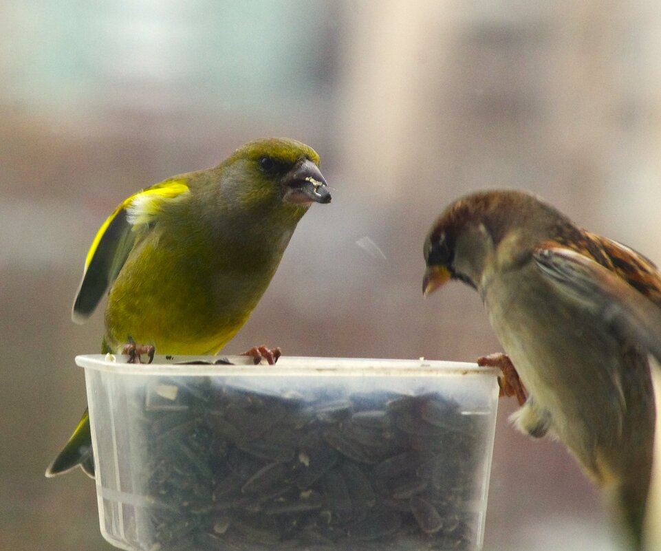Перед зеленушкой ни один воробей не устоит ! - Юрий Куликов