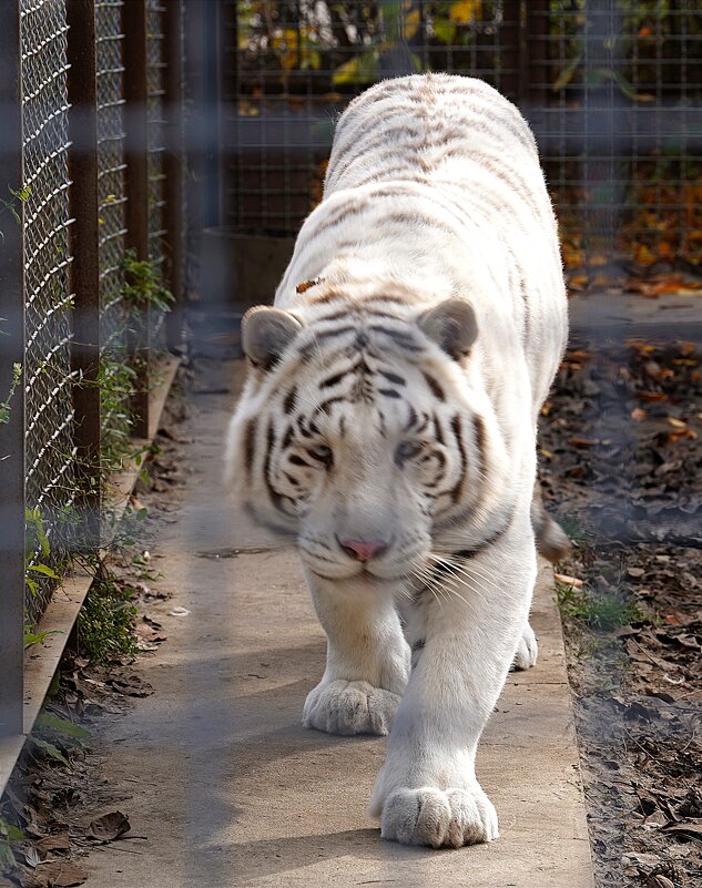 В парке Тайган - Татьяна Тюменка В парке Тайган - Татьяна Тюменка