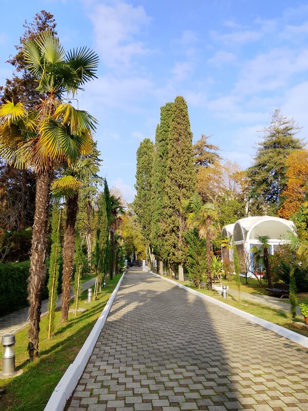 Санаторий Авангард Сочи - Tata Wolf