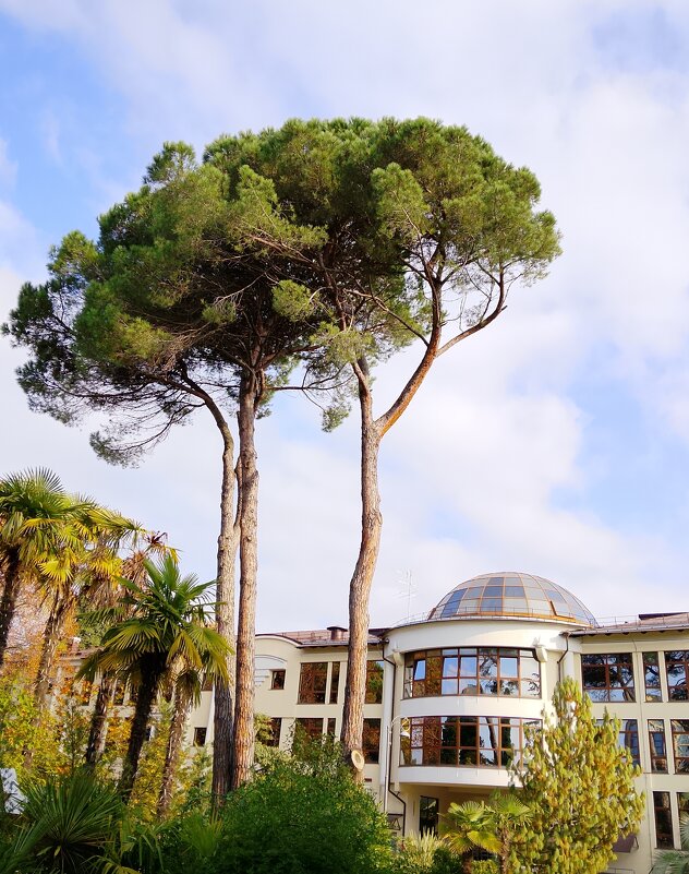 Санаторий Авангард Сочи - Tata Wolf