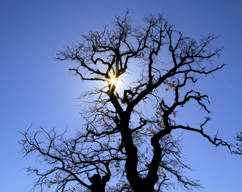 Танцующее дерево - Геннадий Валеев