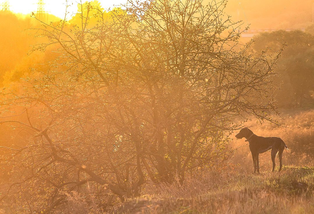 солнечный пёс - Вадим 