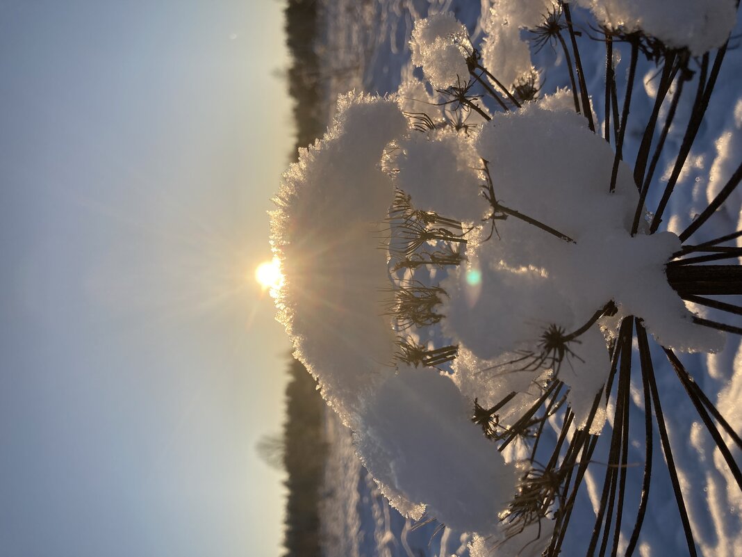 Капля солнца - Ольга Савельева 