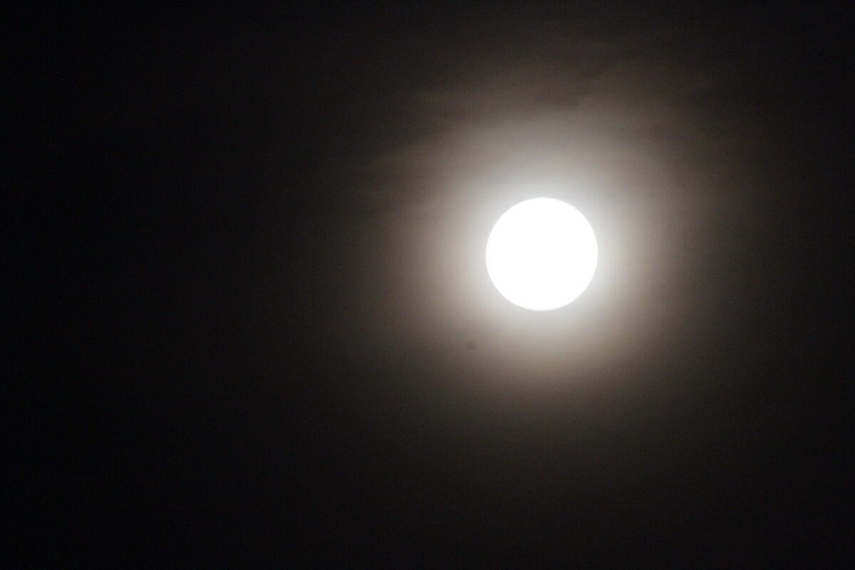 На прогулке. В ожидании Сонаты - олег свирский 