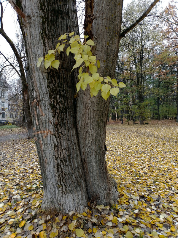 *** - Валентина Береснева