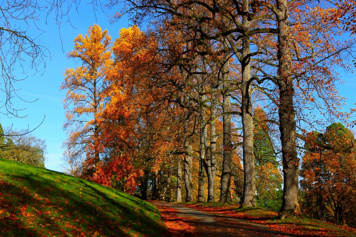 Осенняя дорожка - Юрий. Шмаков