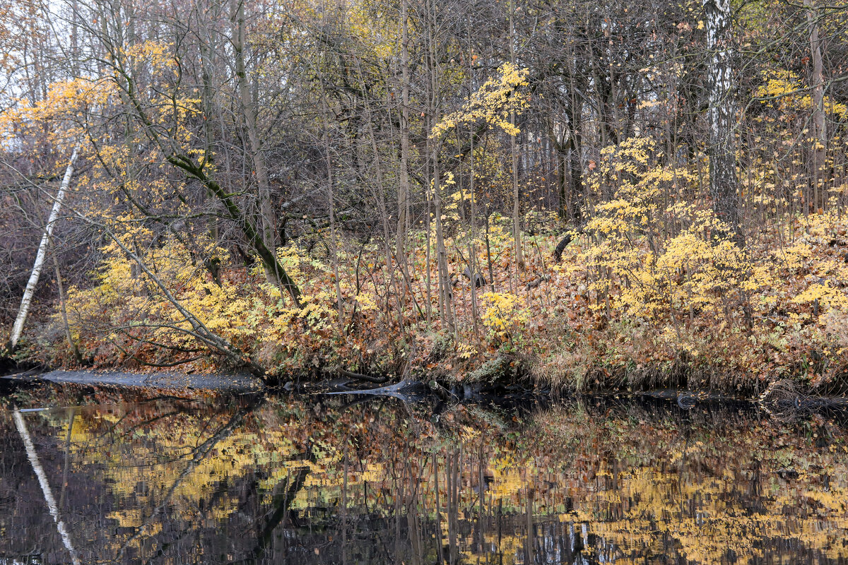 Последние листья на реке Охта - skijumper Иванов