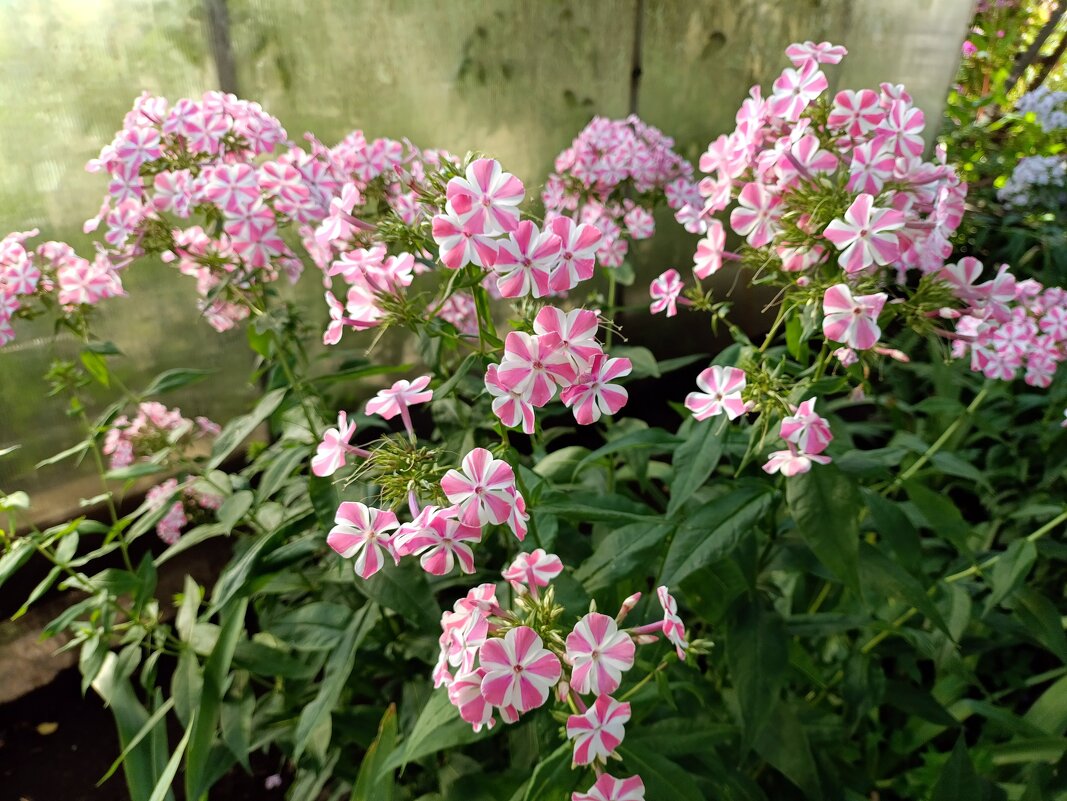 "Ситцевые" флоксы. - Ирина *** "Ситцевые" флоксы. - Ирина ***