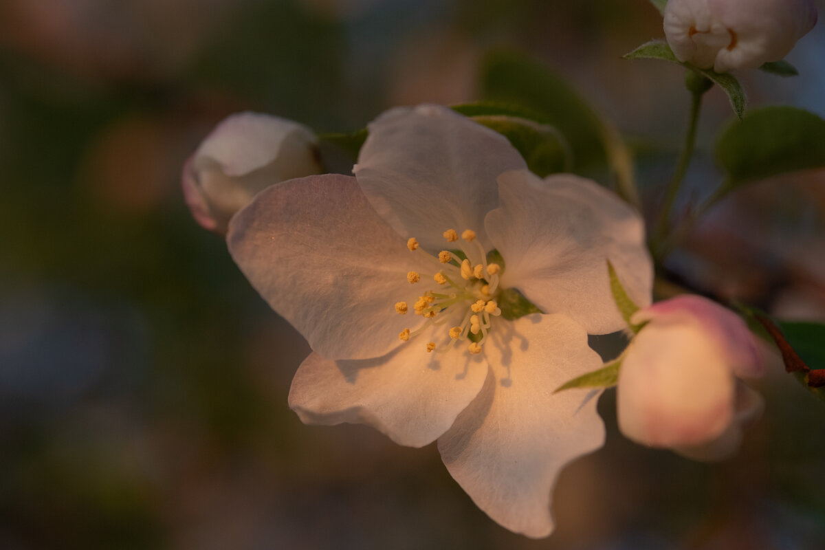 Весенний лучик уходящего дня... - Арсений 