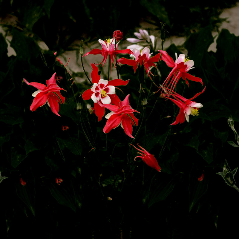 Пляски аквилегии в ночи - Евгений 