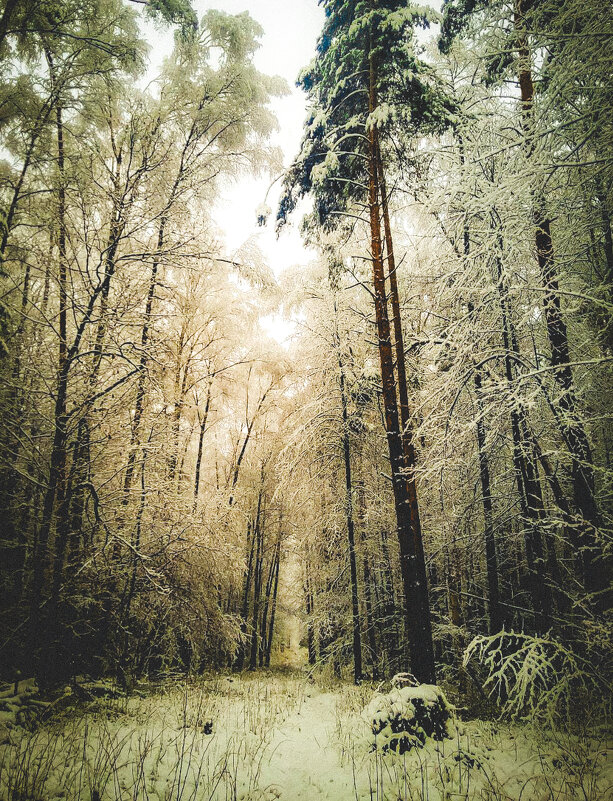 Ранний снег в лесу - Сергей 