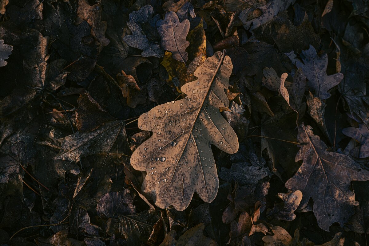 Капли на дубовом листе - Анастасия Ильина