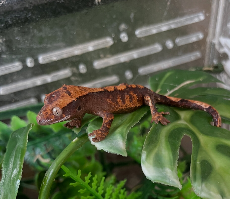 Малыш геккон бананоед - Ален Янн 