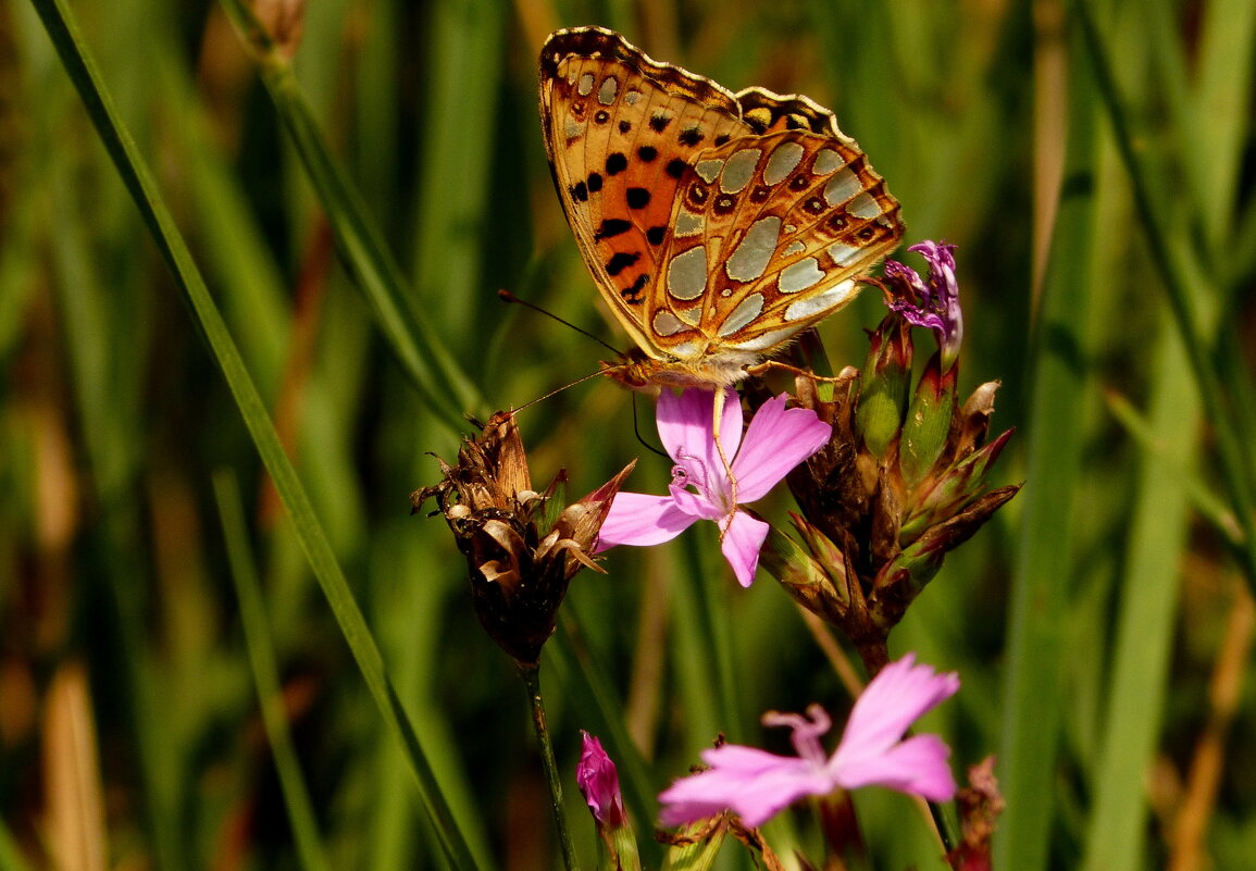 опять про бабочек...58 - Александр Прокудин опять про бабочек...58 - Александр Прокудин