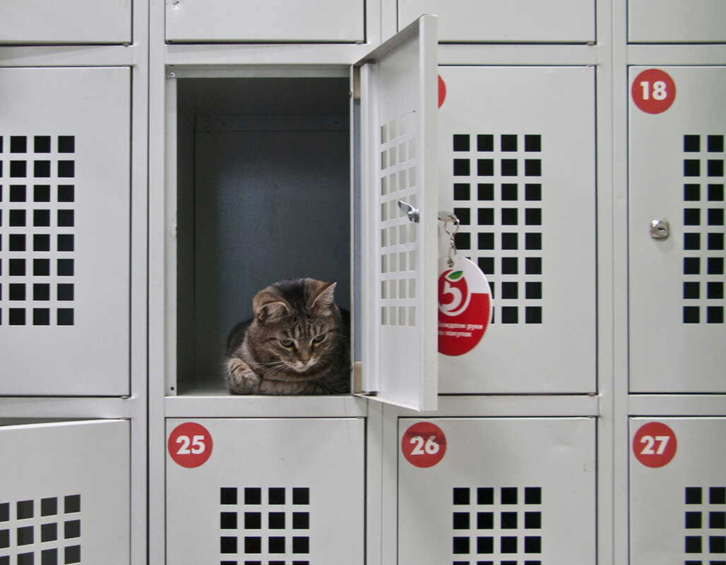 В ожидании "мышки - побегушки" - Владимир Шишкин