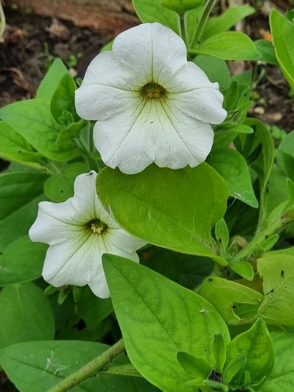 Сестрички - Наталья 