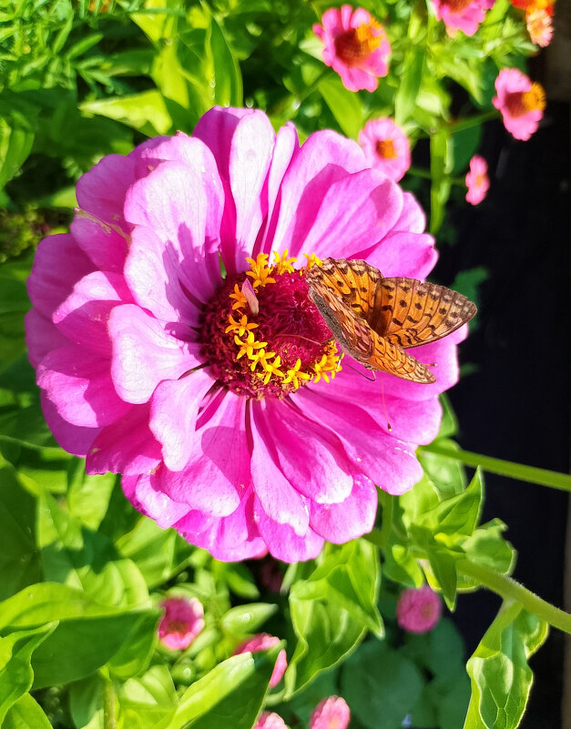 Бабочка и циния - Ален Янн 