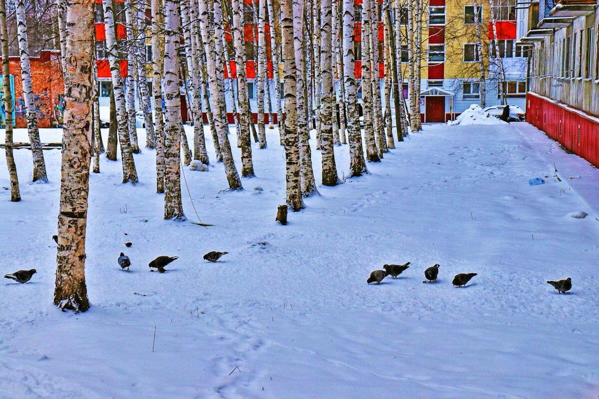 Декабрь...Голубки пасутся на снегу в березовом сквере! - Владимир 