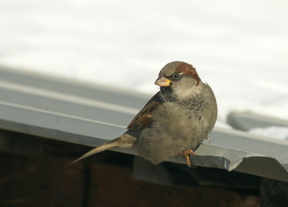 воробей... - Андрей Катков