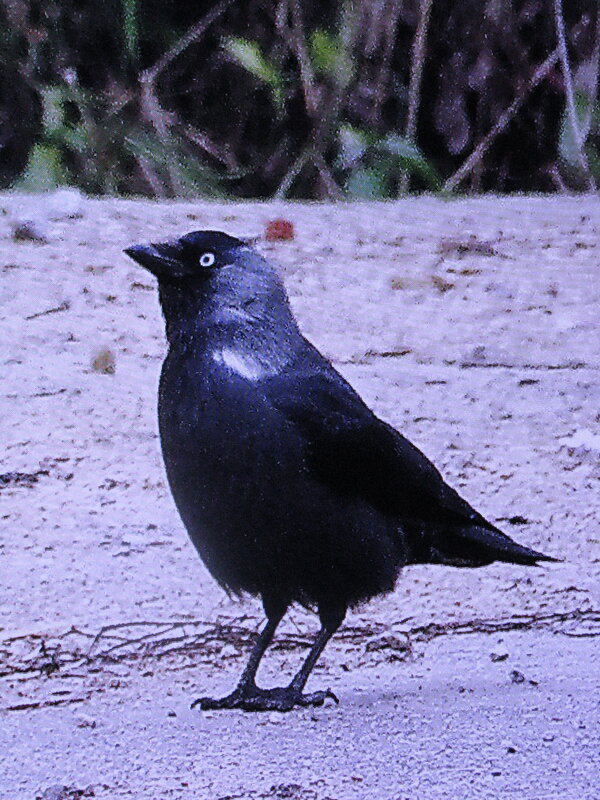 Галка гуляет - Людмила Смородинская