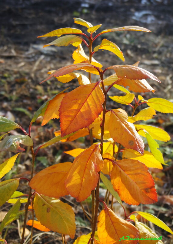Последние краски ноября... - Андрей Заломленков