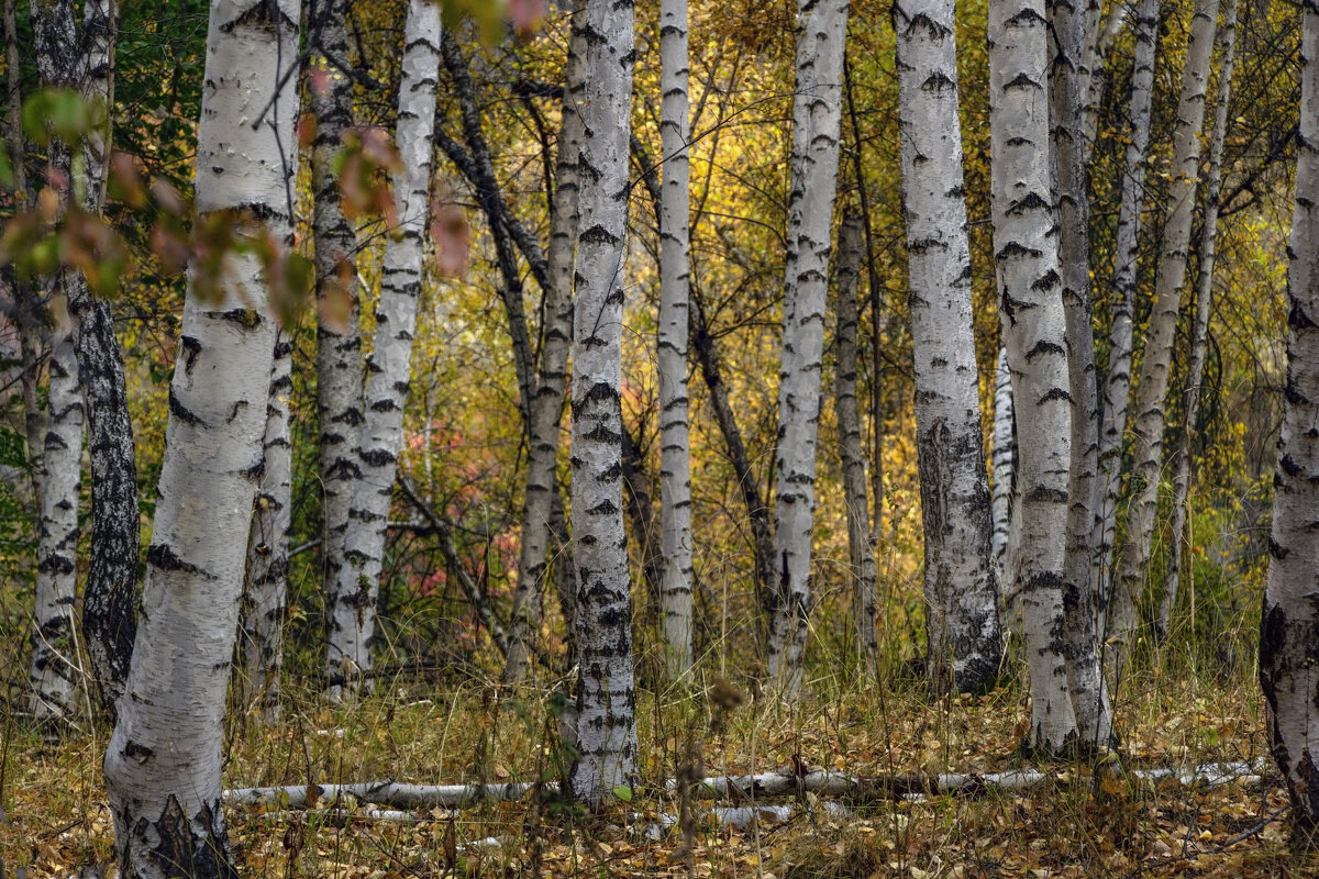 "А мне б в березовые рощи, С бетонных вырваться оков..."  Н.Рубцов - LudMila 