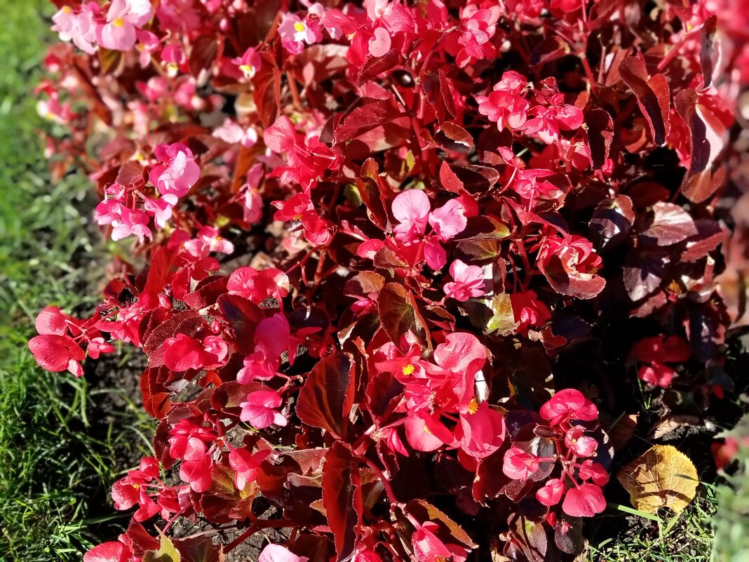 Цветы. - Владимир Драгунский