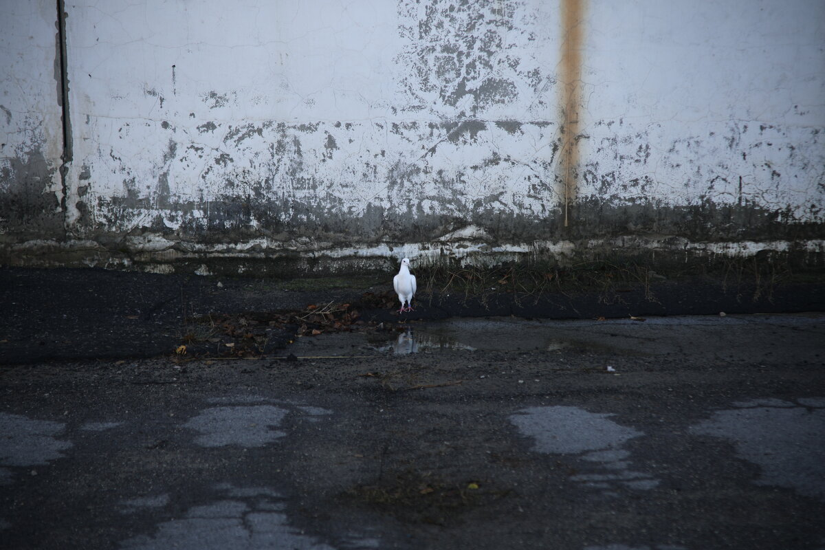 Морозное утро.Голубь - Сергей 