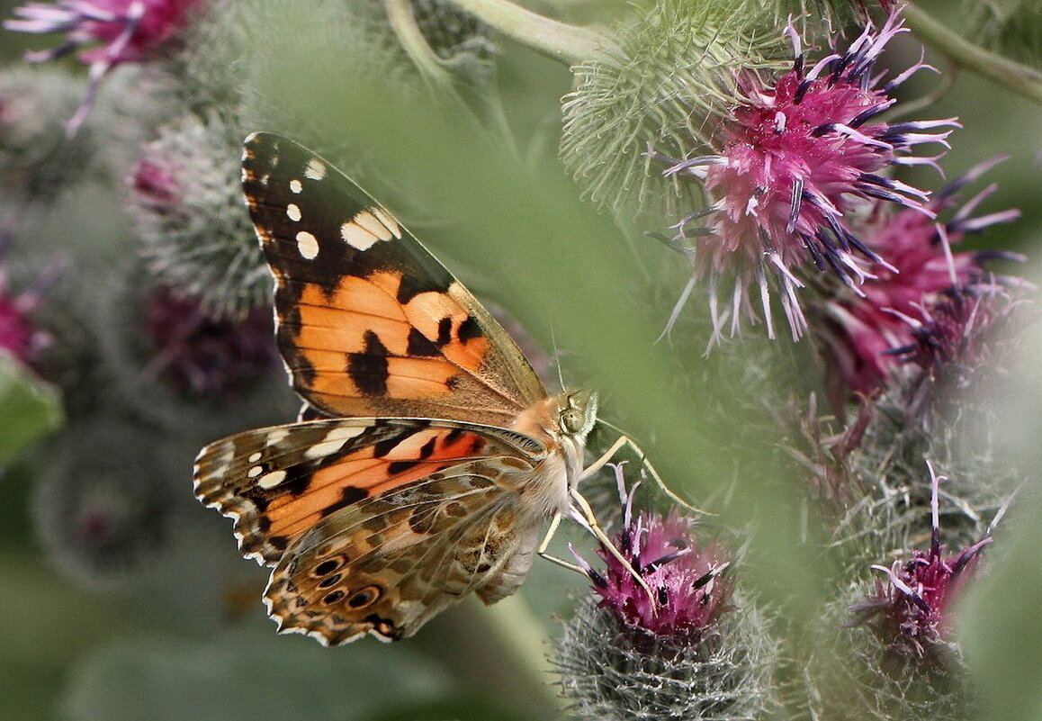 Бабочка - ZNatasha -