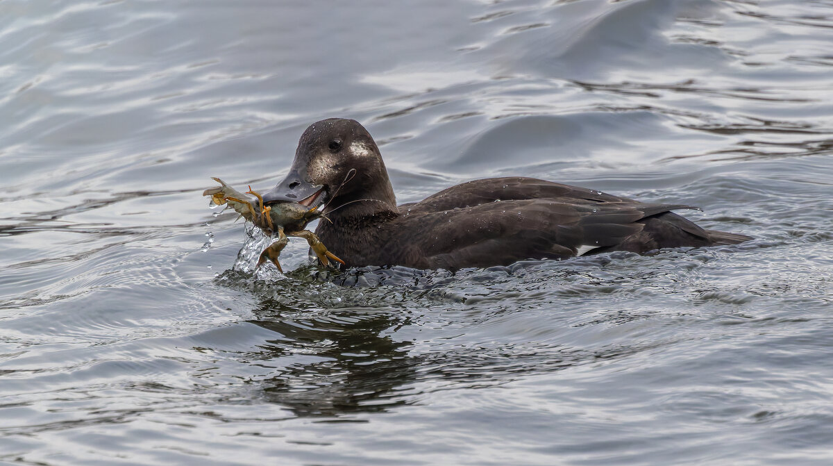 турпан. - юрий макаров
