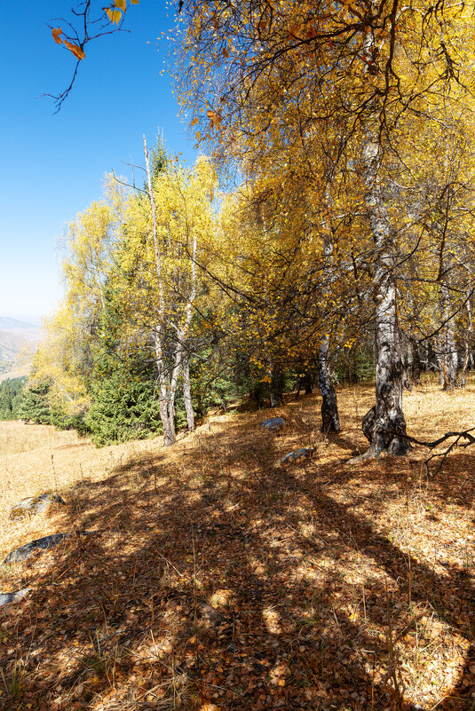 Осенний марафон - Алексей Большаков