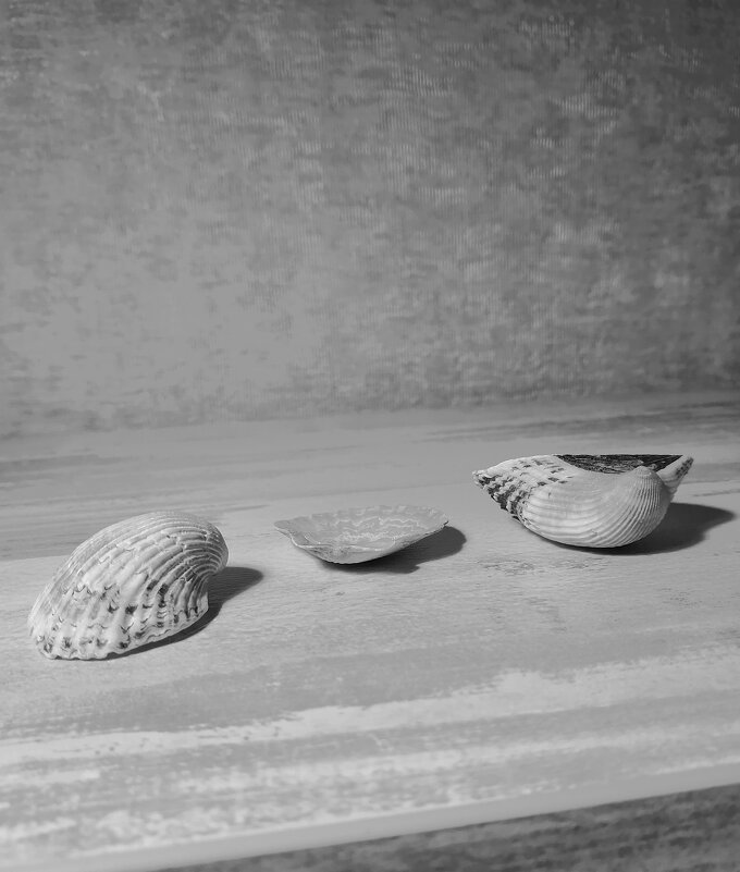 Ракушки - М С