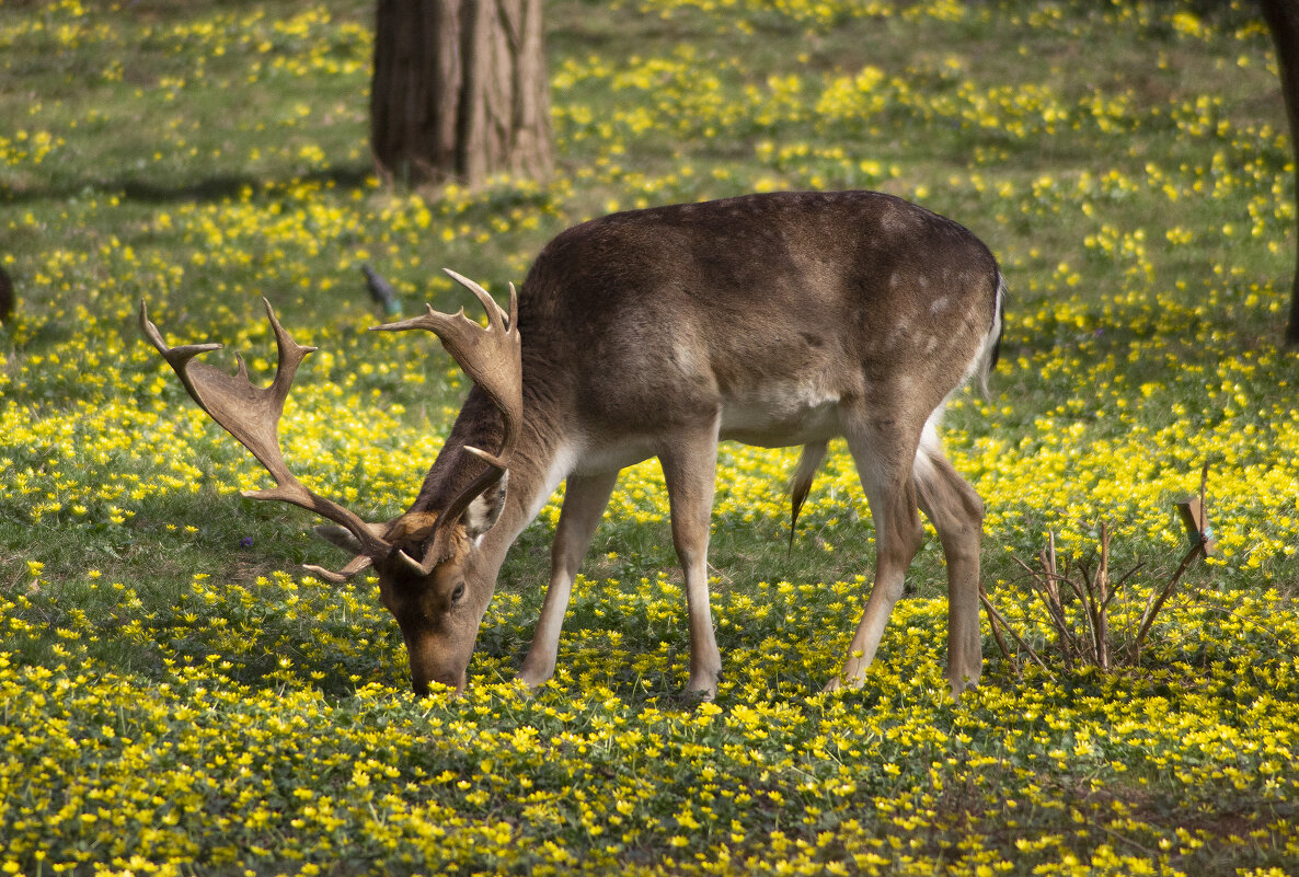 Олень. - Александр 