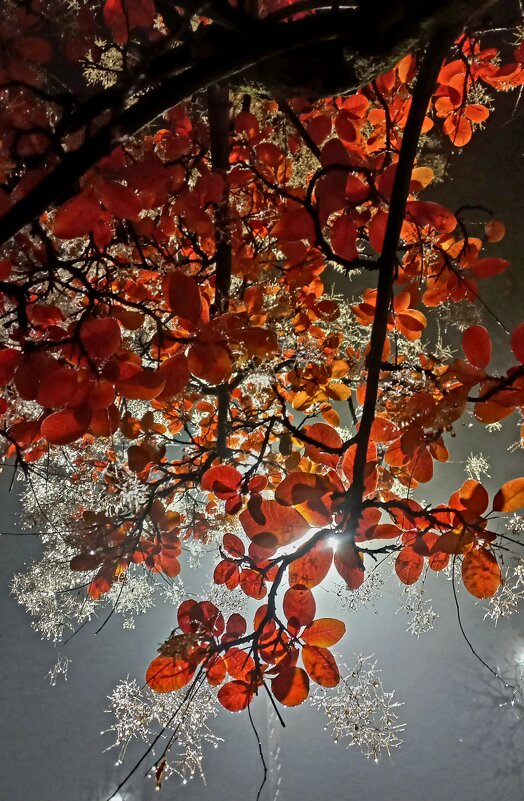 Листья на свету - Tina Kott