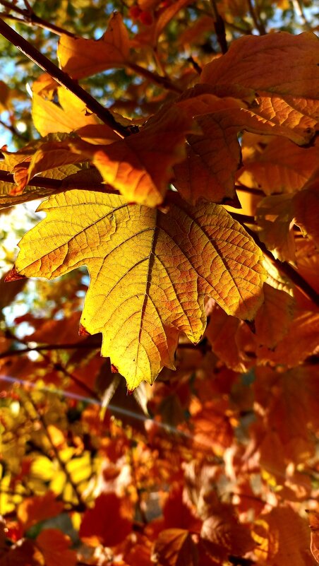 Золото листвы - Tina Kott