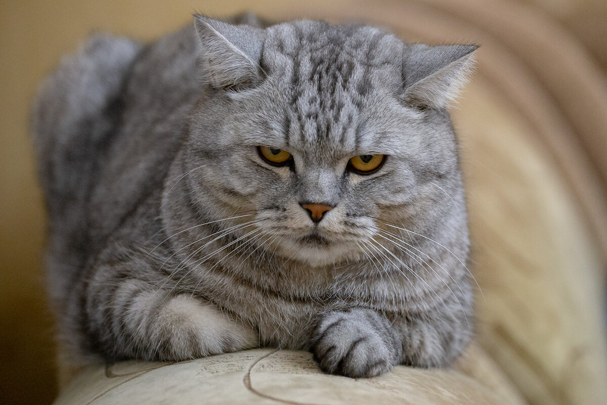 Савелий. - Андрей Дурапов Савелий. - Андрей Дурапов