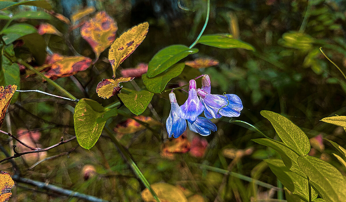 Лесные цветы - Владимир Башко