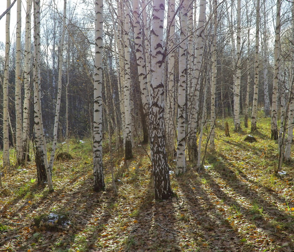 Как же хорошо в березовом лесу - Нина северянка