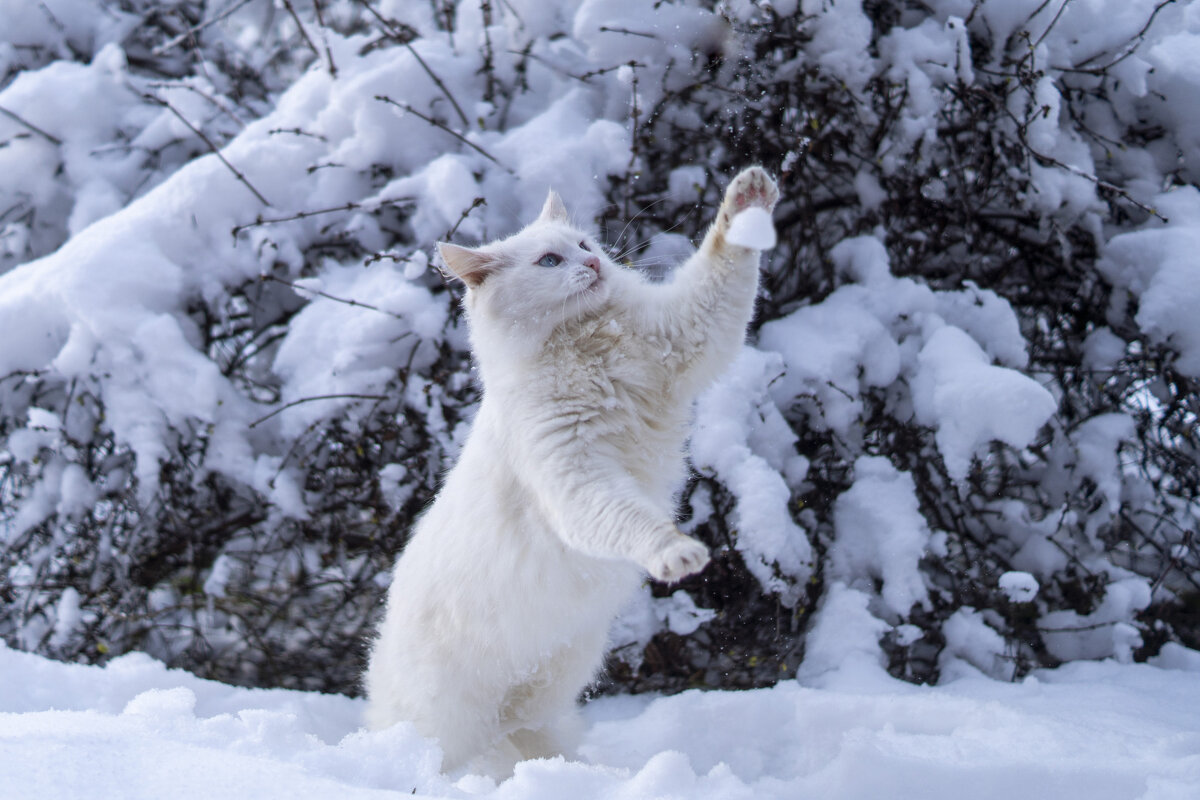 Первый снег. Играем в снежки. - Сергей Ц