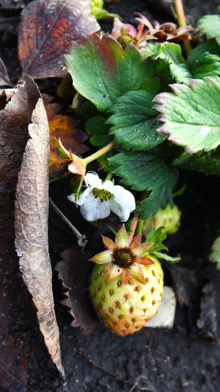 Ягодный ноябрь. - Жанна 