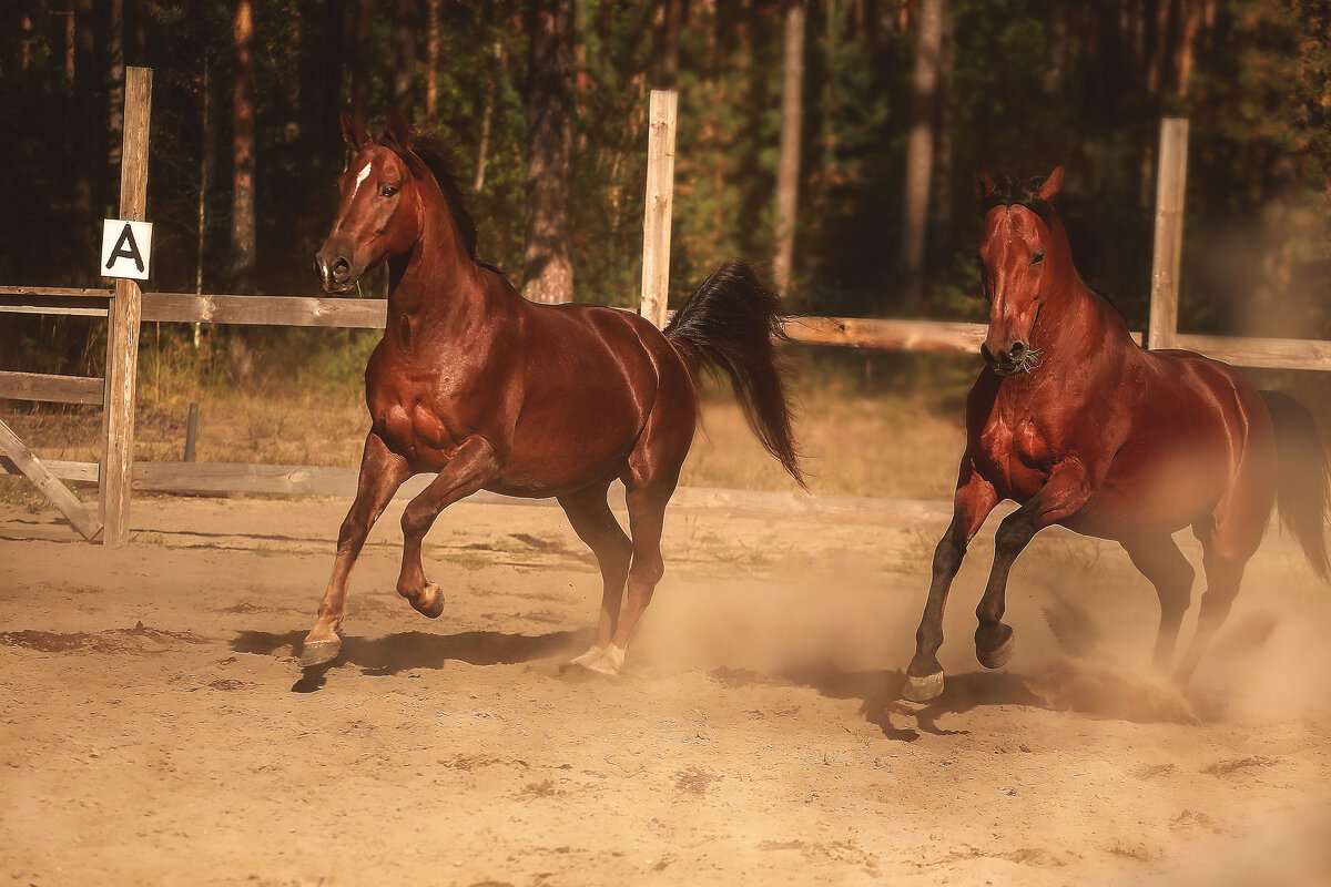Миттельшпиль и Ланграф Браун - Кристина Щукина