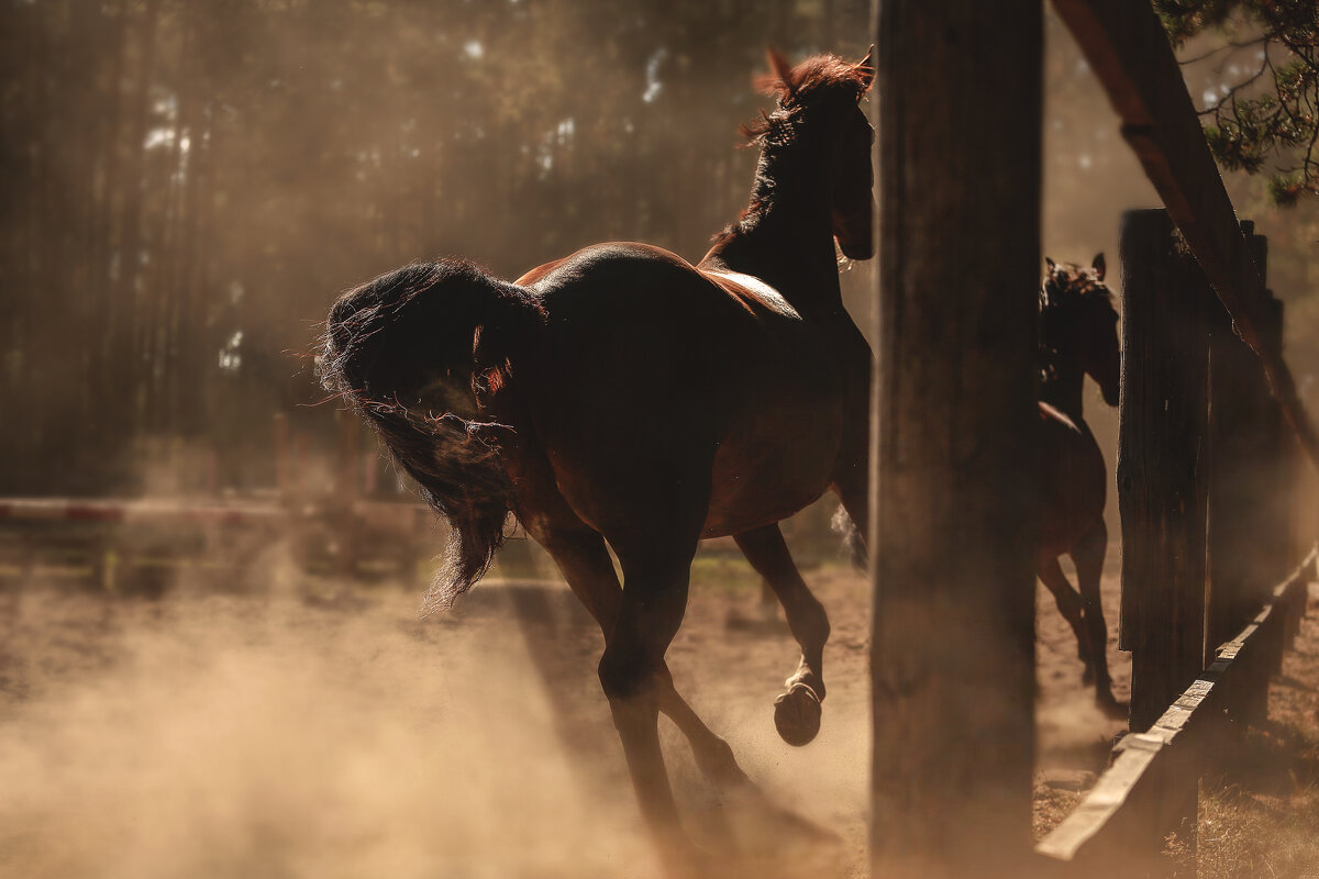 Миттельшпиль и Ланграф Браун - Кристина Щукина