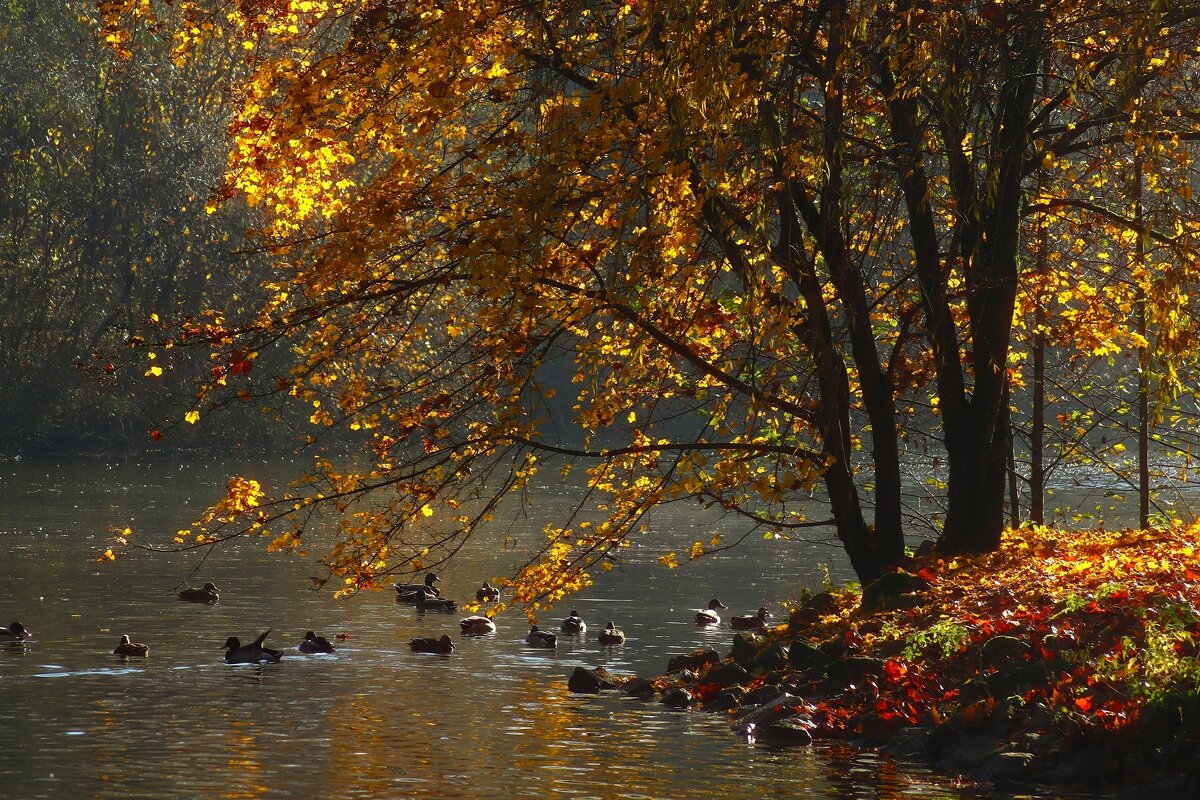 На озере - Юрий. Шмаков