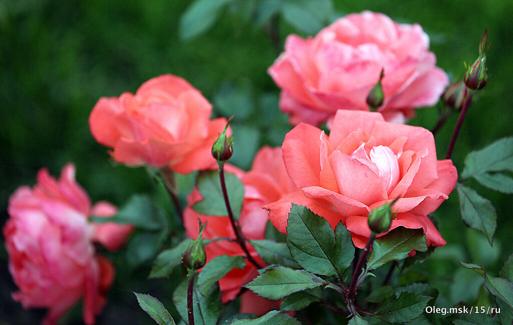 они на радость нам даны - Олег Лукьянов