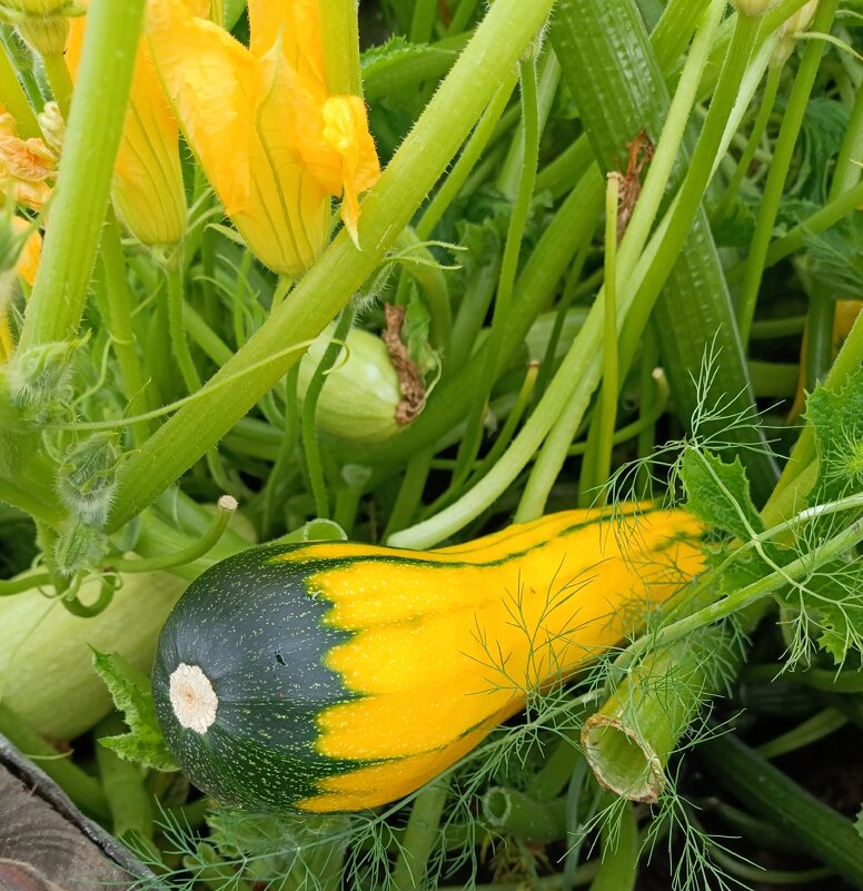 Удивительный кабачок. - Ирина ***