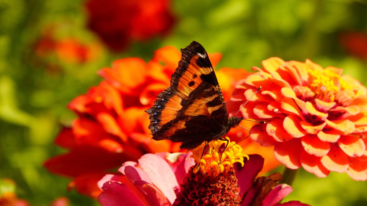 опять про бабочек...61 - Александр Прокудин опять про бабочек...61 - Александр Прокудин