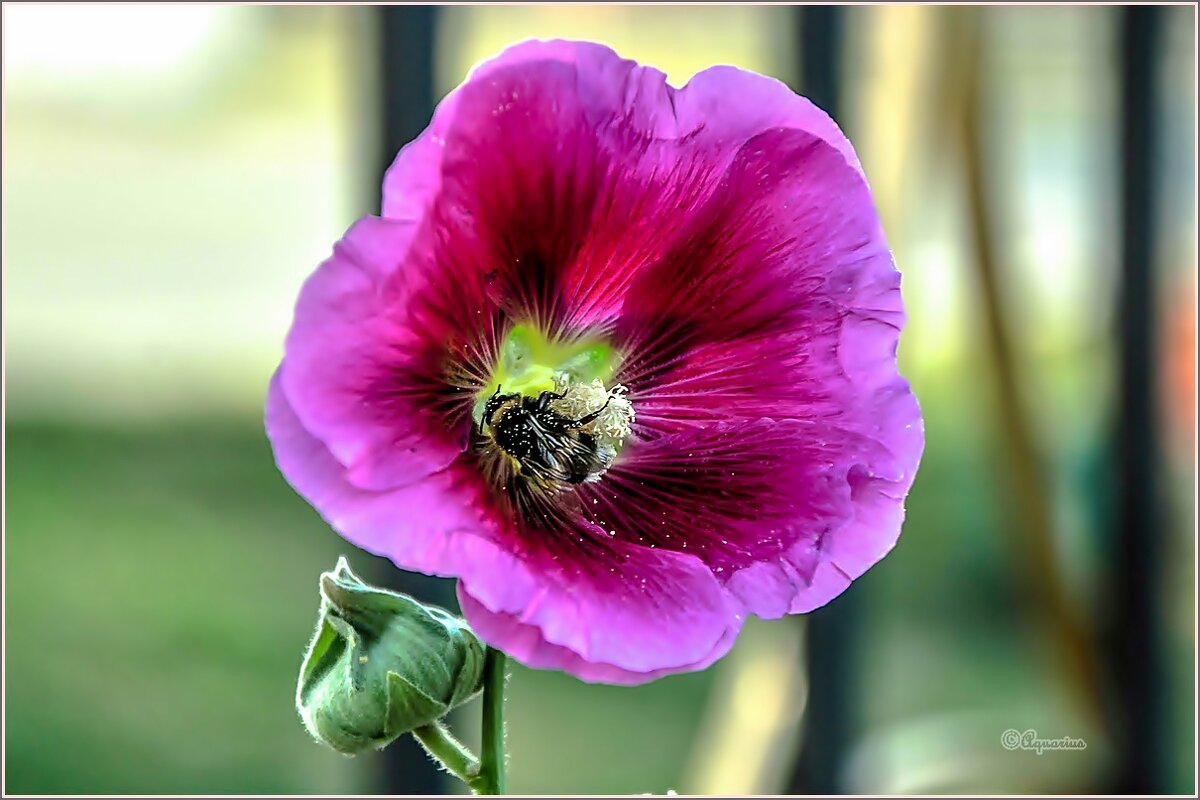 Про лето и цветы - Aquarius - Сергей