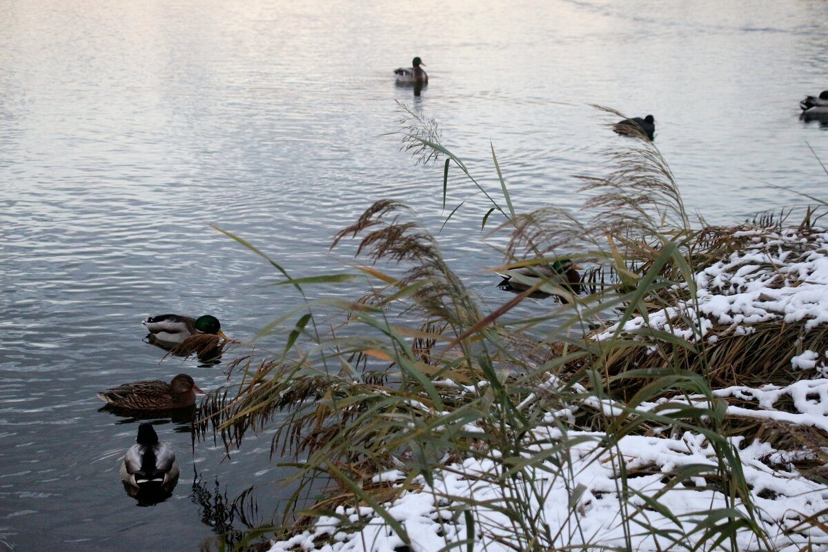 Парк Героев-пожарных. Ноябрь - Наталья Герасимова