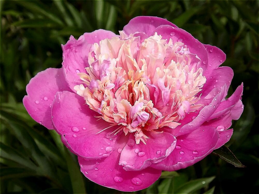 Летнее утро! - Нина Андронова