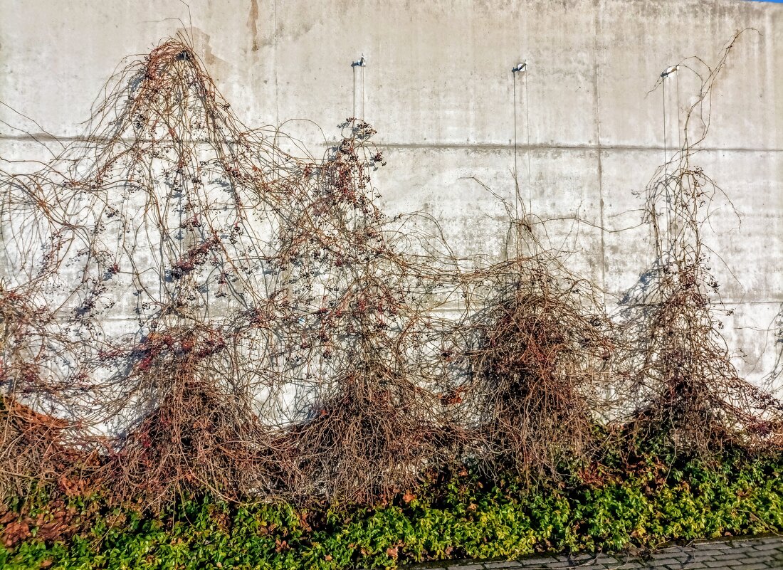 Девичий виноград - Veera V